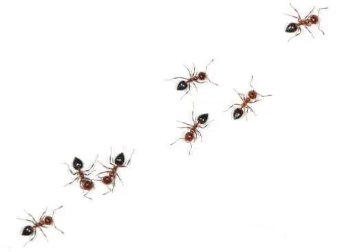 ant control thunderbay