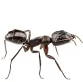 ant exterminator thunderbay