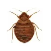 bed bug control thunderbay