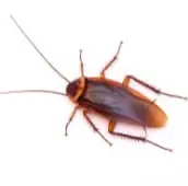 cockroach exterminator thunderbay