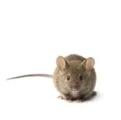 mouse control thunderbay