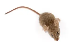 mouse exterminator thunderbay