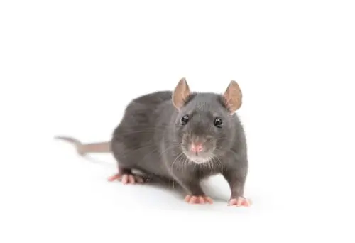 rat exterminator thunderbay