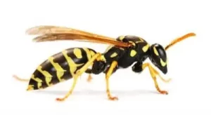 wasp removal thunderbay