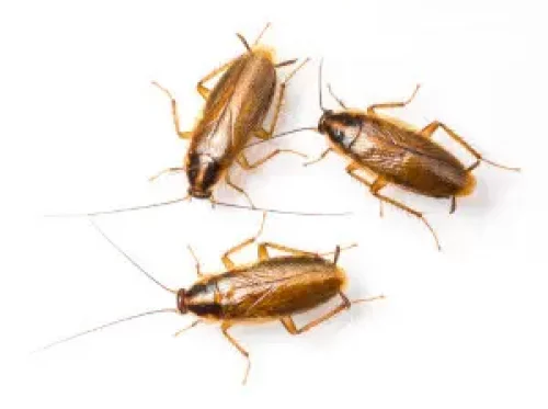 cockroach control thunderbay